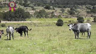 Un día en la ganadería de Rancho Seco [upl. by Scrogan]