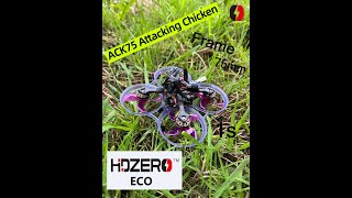 Flying ACK75 whoop 75mm  Hdzero ECO in the Garden [upl. by Negris]