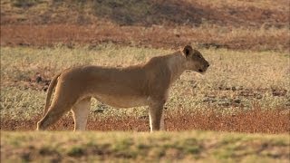 Lions Set a Trap for an Antelope [upl. by Jerusalem671]