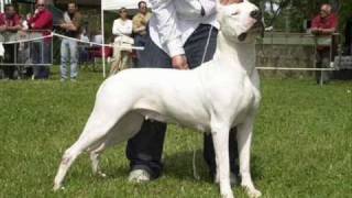 Dogo Argentino cuccioli campioni Orso Bianco Kennel [upl. by Agnes]