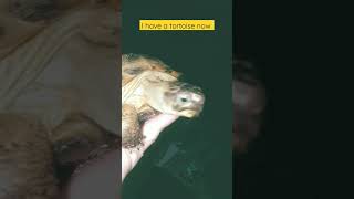 her name is Heisenberg tortoise pet newpet cute animallover fonk [upl. by Nosidda79]