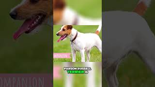 From Hunter to Family Pet The Parson Russell Terrier’s Journey [upl. by Sergei]