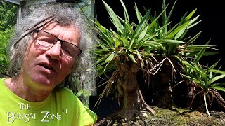 Repotting My Yucca Forest The Bonsai Zone June 2024 [upl. by Merilyn]