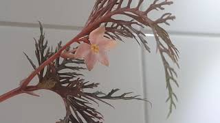 begonia bipinnatifida blooming [upl. by Lletram]