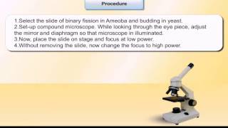 To study a binary fission in amoeba and b budding [upl. by Nimrahc]