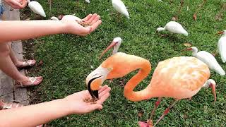 Feeding Flamingos at Sarasota Jungle Gardens [upl. by Mchail]