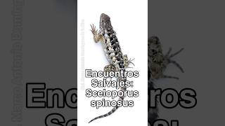 Te platico de Sceloporus spinosus lagartijas lagartija reptiles herpetologia fyp shorts short [upl. by Lecram]