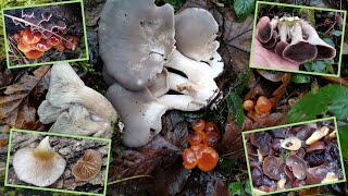 🍄Winterpilze zu dritt in der Fluß Au 😄 06122024 Judasohren Samtfußrüblinge Austernseitlinge [upl. by Qirat342]