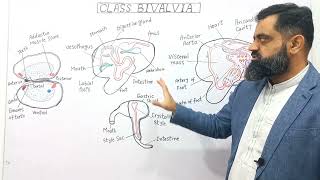 Class Bivalvia UrduHindi medium  Prof Masood Fuzail  Structure of Bivalves  Anatomy of Bivalves [upl. by Conlin]