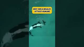 Why orca whales attack humans factsdaily factshorts news [upl. by Losyram]