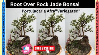 EP249 Root Over Rock Jade BonsaiPortulacaria Afra”Variegated”trending viralvideo youtube view [upl. by Emmalyn]