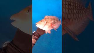 Smoothest drop on a redbelly parrotfish spearfishing youtubeshorts parrotfishes [upl. by Dent]