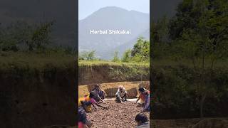 Herbal Shikakai collect by triple people by Sri Bhagavan Nattu Maruthu kadai Palani wtapp6380859091 [upl. by Zandt]