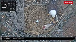 Checking in as We Await Egg 2  Port Tobacco Nest Chandler amp Hope 29 [upl. by Jocelyne70]