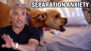 Fix Dog Separation Anxiety  Dog Nation Episode 7  Part 2 [upl. by Cordell398]