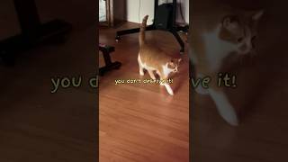 MY CAT IS SCREAMING AT ME shorts meow cat [upl. by Alita]