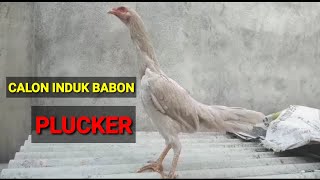 Babon Plucker  Induk Ayam Plucker [upl. by Cynar]