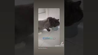 Why Mad about Grooming  catgroomer petgroomer catlover petsofyoutube [upl. by Nelyt939]