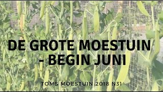 TM18 31  Een rondje in mijn grote moestuin begin juni [upl. by Enirehtak]