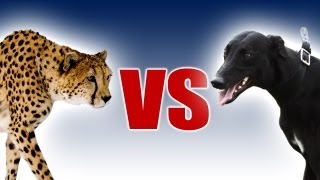 Cheetah vs Greyhound  Worlds Fastest Dog In Super Slow Motion  Slo Mo 29  Earth Unplugged [upl. by Eniretak498]