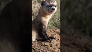 Amazing ferret animals wildlife ferret panda save dog cat tiger rat turtle [upl. by Ojeibbob455]