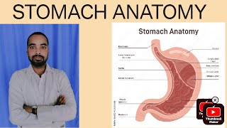 stomach anatomy in hindistomach anatomy johari stomach anatomy notes [upl. by Dian]