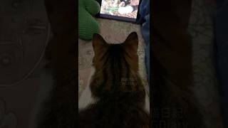 貓咪看電視🐈愜意的退休生活 kawaii cat cutebaby cute kitten funny catlover dailyshorts lifestyle 猫 [upl. by Saval702]