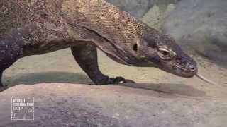 Komodo Dragons at the Bronx Zoo [upl. by Jareb872]