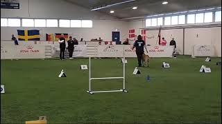 FCI RALLY OBEDIENCE WORLD CHAMPIONSHIP 2024 course 2 KUTINAN XUURVILI [upl. by Bikales]