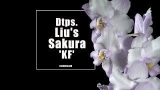 Орхидея Doritaenopsis Lius Sakura KF [upl. by Sinnelg]