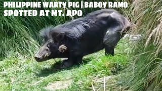 Philippine Warty Pig Or Baboy Ramo Spotted At Mount Apo [upl. by Ilrahc]