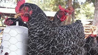 ON THE FARM The Advantages of Kuroiler Chicken [upl. by Hays]