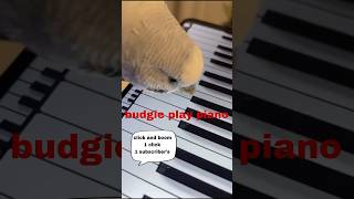 Budgerigar parrot play piano 🎹 shorts shortsads viralshorts birds sound [upl. by Kushner]