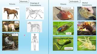 Content Explanation Video Endoskeletons and Exoskeletons [upl. by Hahsia]