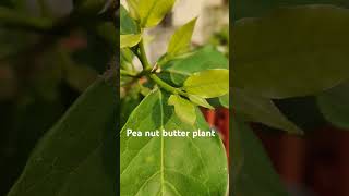 Peanut butter plant [upl. by Prosser]