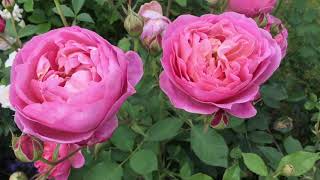 Boscobel Rose Review  David Austin Roses  English Roses [upl. by Tteirrah]