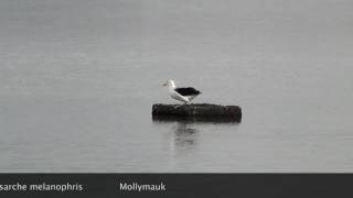 Mollymawk in Sylt [upl. by Morel]