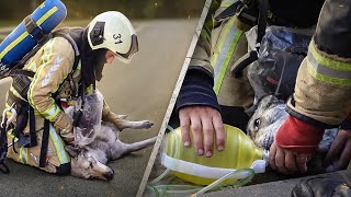 Ces Pompiers Sauvent 2 Vies des Flammes 👨‍🚒 Reportage pompier [upl. by Ahsocin37]