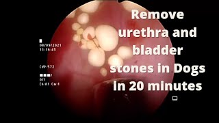 Endoscopically assisted Cystotomy an easy way to remove urethra and bladder stones in pet animals [upl. by Ire773]