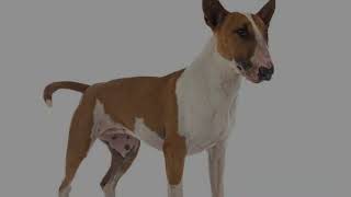 The Basenji dog is known as the barkless dog [upl. by Llewop]