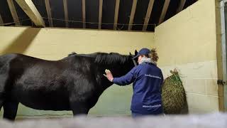 equine sports massage Effleurage [upl. by Muffin746]