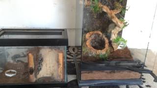 Poecilotheria regalis rehouse  tutorial  set up [upl. by Philip]