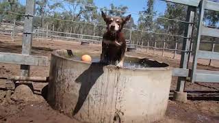 A day in the life of the Australian Working Kelpie [upl. by Olwen479]