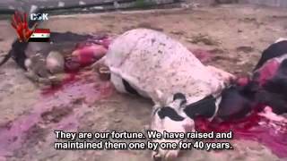 Syria Damascus Countryside  A massacre against cows by FSA 18 [upl. by Alaj]