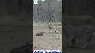 Lion Digs Out Warthogs A Thrilling Hunt at the Den [upl. by Brooks]