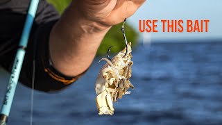 Cut Bait Tips For Catching BIG Inshore Redfish [upl. by Beker]