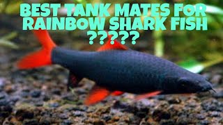 Best Suitable Tank Mates For Rainbow Shark Fish [upl. by Airehs]