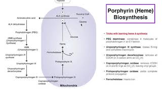 Porphyrins  Heme b Biosynthesis and its Regulation [upl. by Aikemet428]