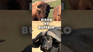 Bison vs Buffalo  What’s the difference [upl. by Naes]