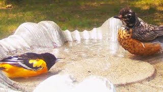 Faceoff Robin and Oriole Do NOT Like Each Other  At First Turdus migratorius Icterus galbula [upl. by Adnana]